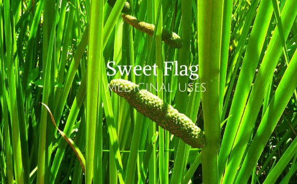 Medicinal use of Sweet Flag or