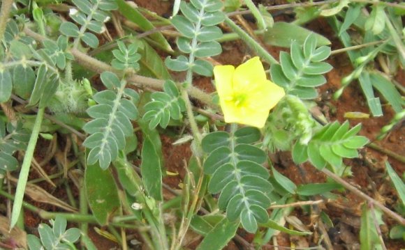 Ayurvedic Medicinal Plants