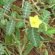 Ayurvedic Medicinal Plants