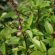 Tulsi tea benefits Ayurveda