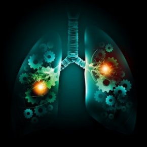 human lungs image