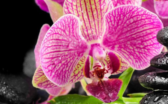 Autism treatment in Ayurveda