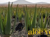Aloe Vera in Ayurveda