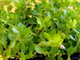 Ayurveda Brahmi