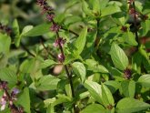 Tulsi tea benefits Ayurveda