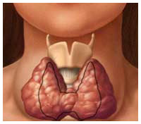 thyroidgland