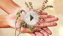 15 Benefits of the Holy Basil (Tulsi)