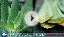 Acne Natural Treatment - The Ayurveda Way