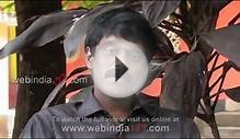 Allergy & Asthma Management in Ayurveda