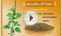 Ayurvedic health benefits of Tulsi leaf