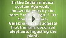 Boswellia Serrata Ayurveda - ayurvedic medicine boswellia